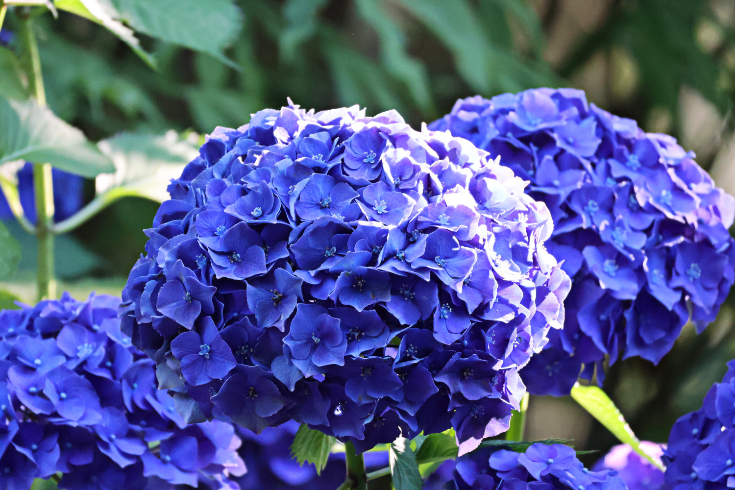 Blue Hydrangea Cluster