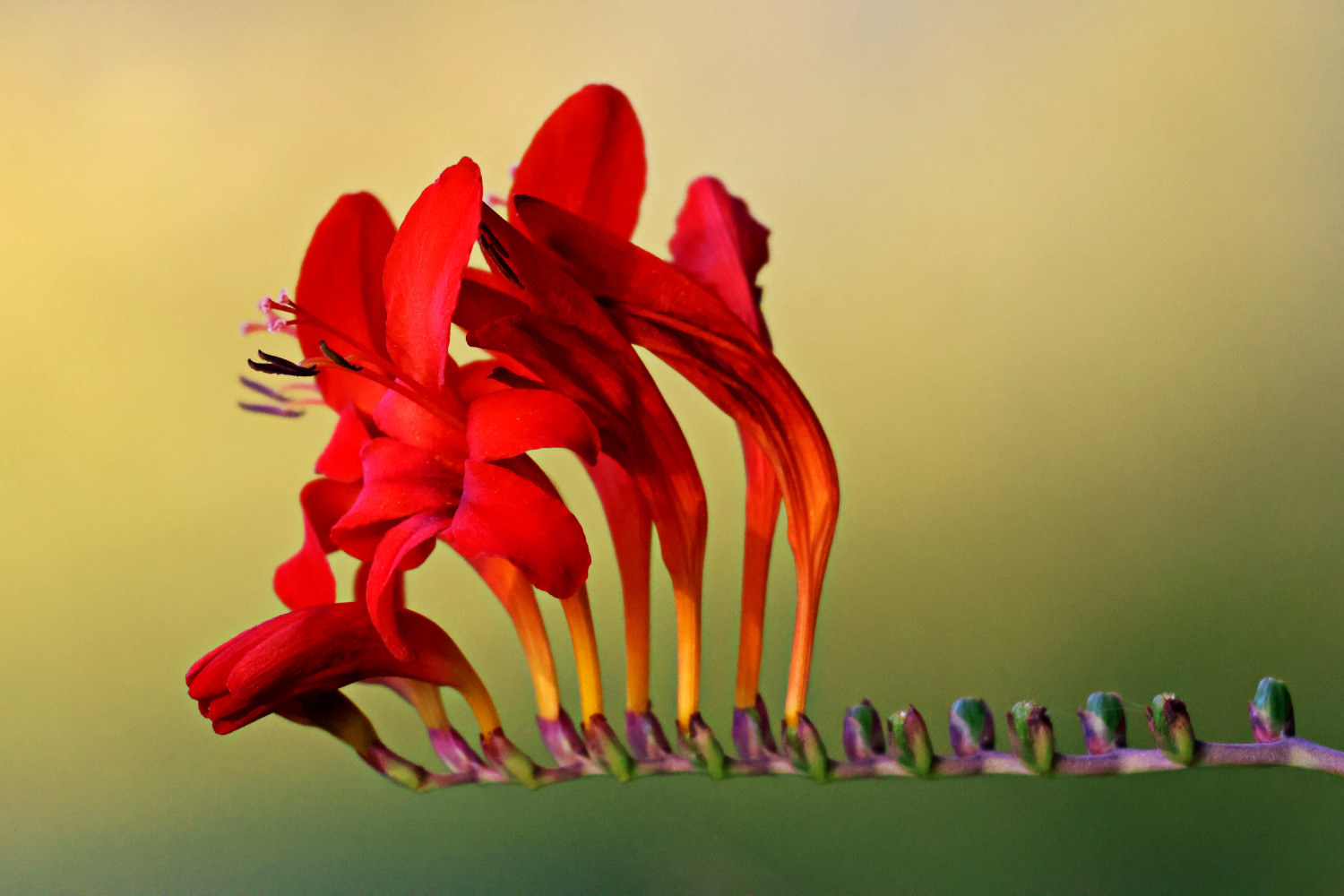 Red Curved Bloom (Crocosmia)