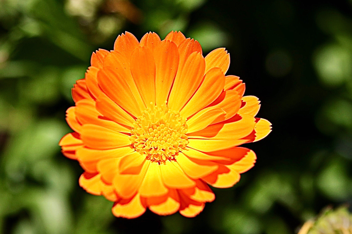 Orange Calendula Flower