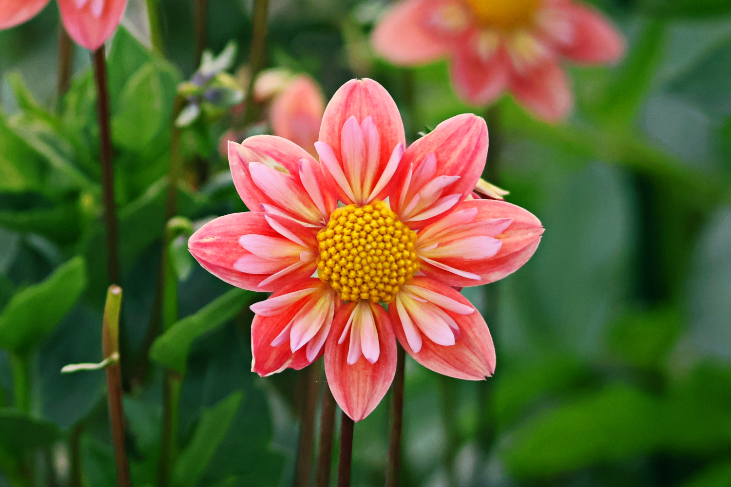 Pink & Yellow Dahlia