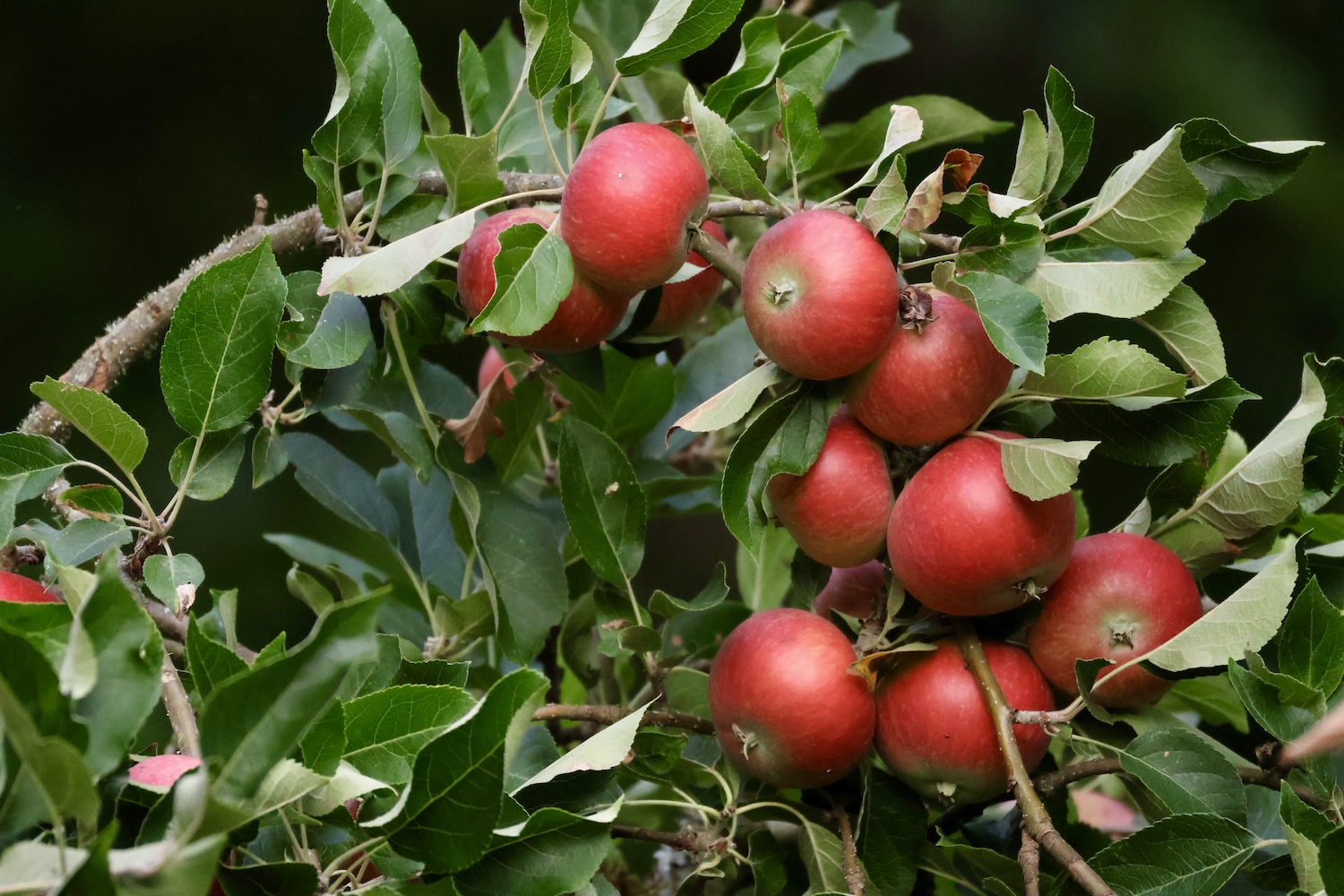 Red Apples