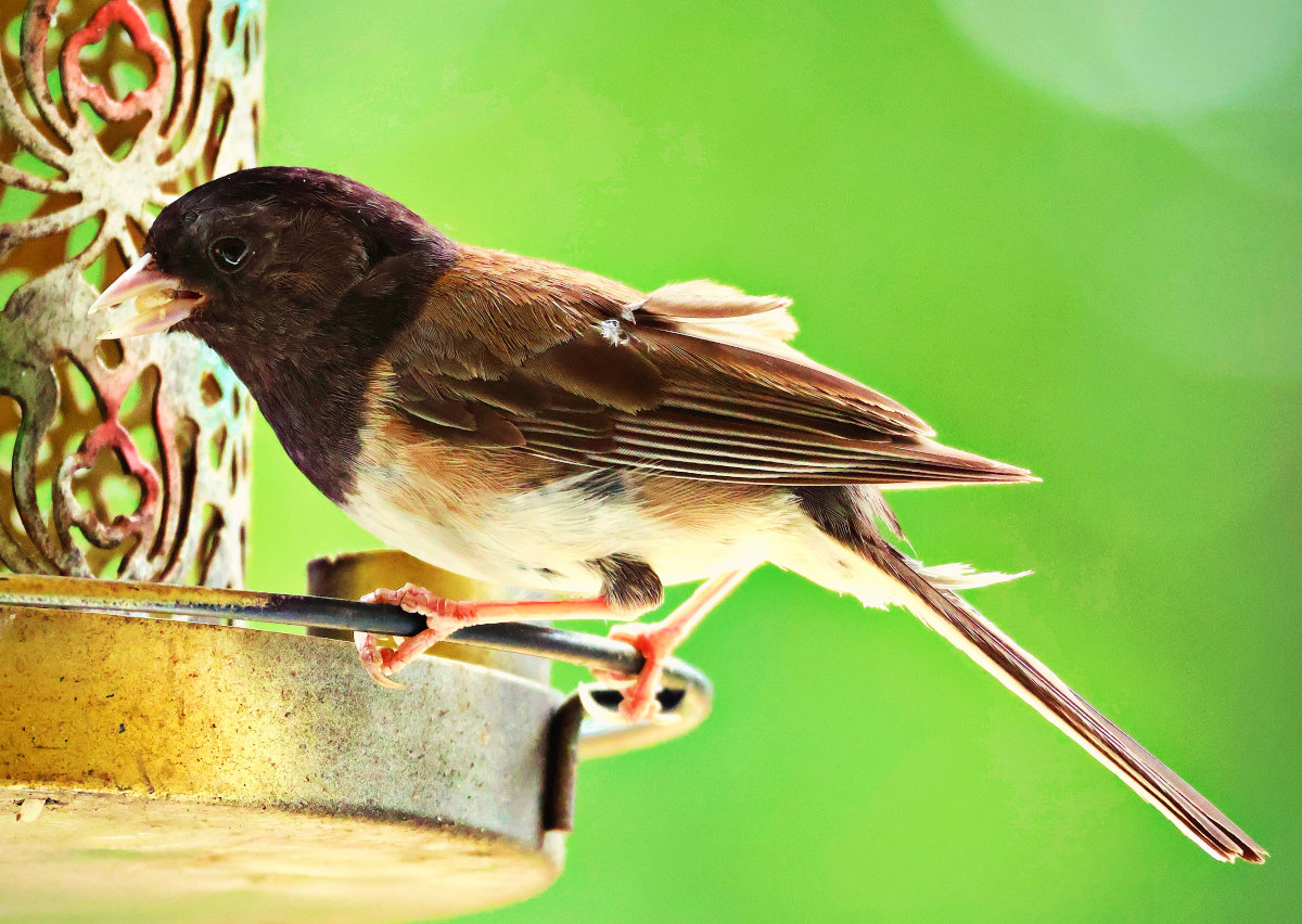 Small Bird at Feeder